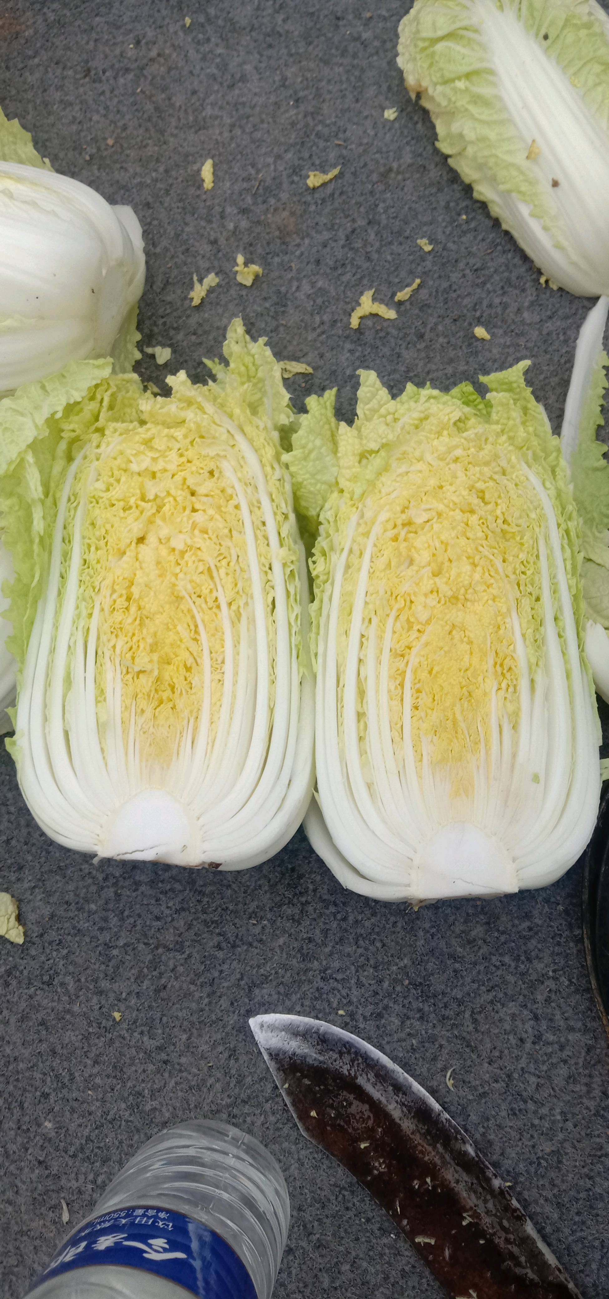 张家口娃娃菜大量上市有需要的联系