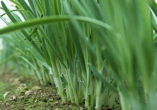 山东聊城韭菜大量上市中
头刀二刀韭菜大量优质好货
联