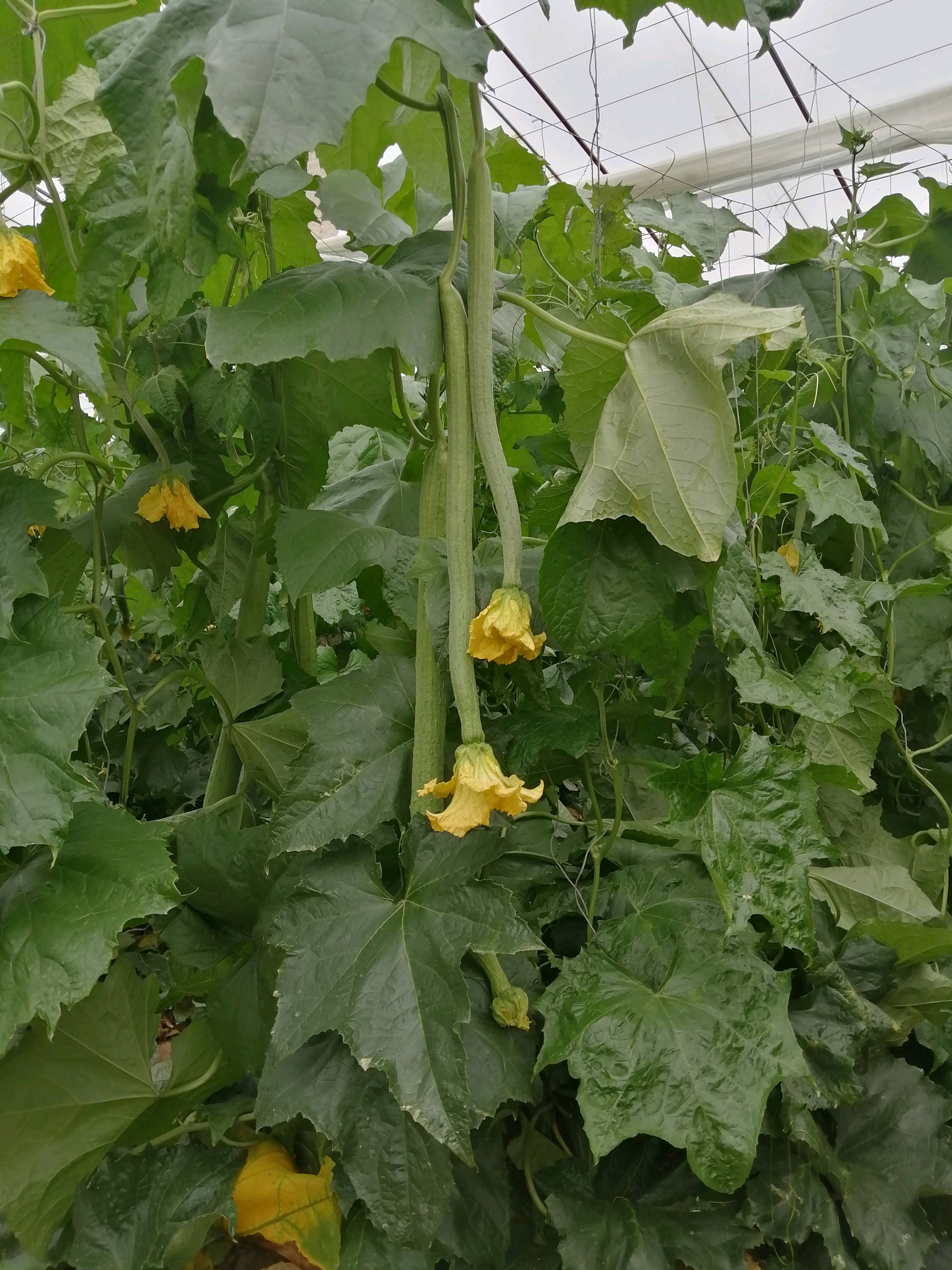 合作社代购鲜花丝瓜，货源充足，质量优良，诚信第一，支持各
