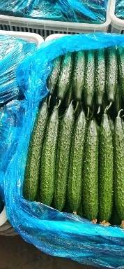 莘县黄瓜产地精品黄瓜大量上市质量很好价格可控好上货。可以