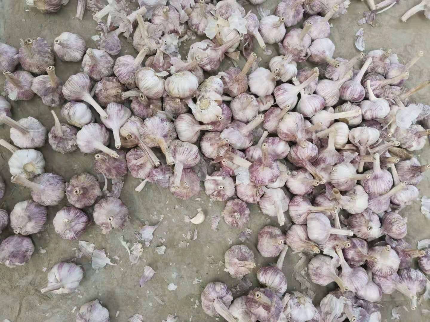 金乡优质大蒜代发全国各地市场   精加工各种规格包装大蒜