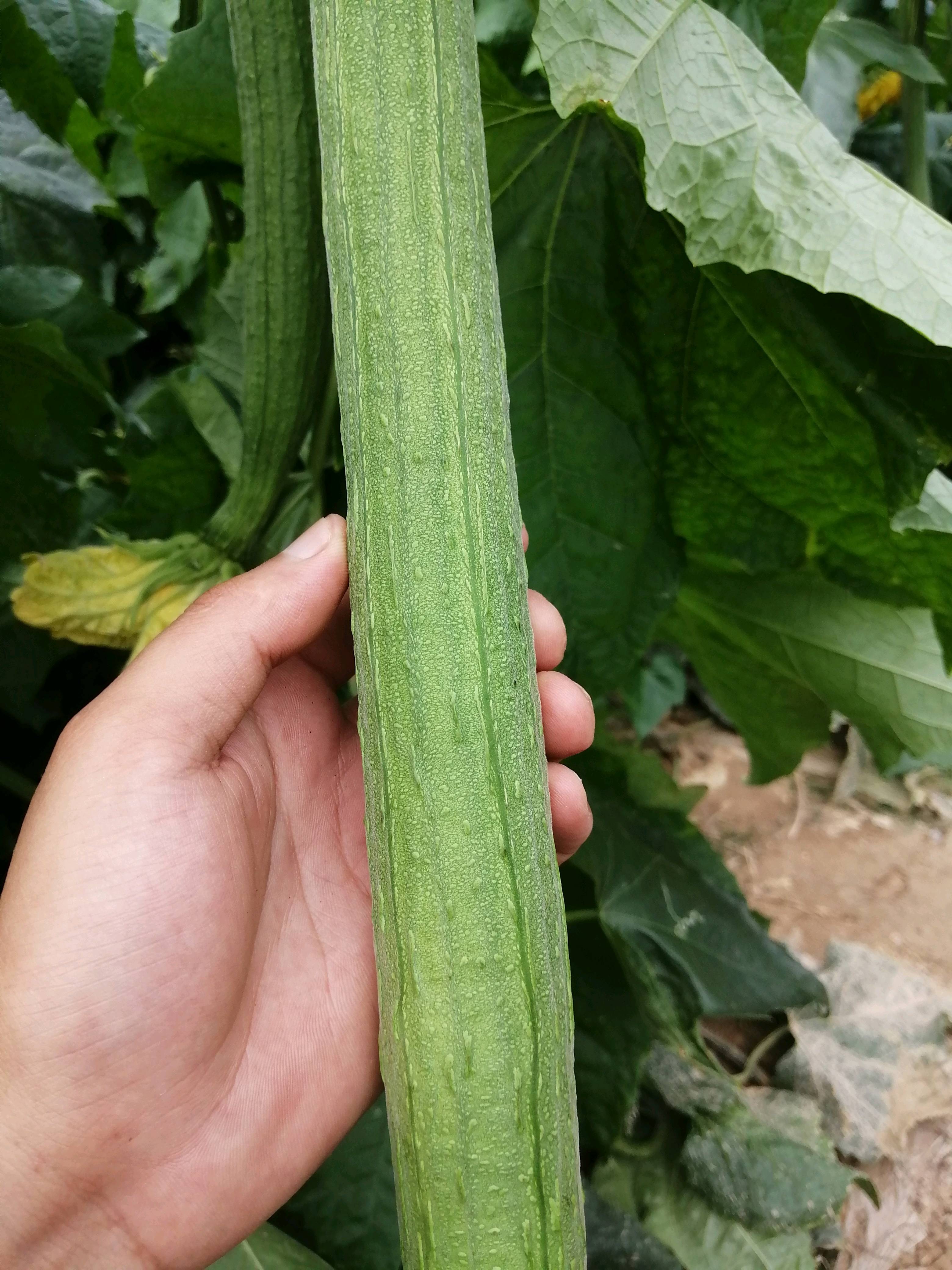 基地直供鲜花丝瓜基地，长期有效，货源充足，价格平稳，量大