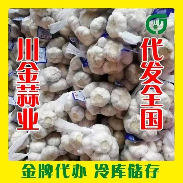 山东省金乡县川金蒜业。（代办大蒜收购冷库存储）专业团队购