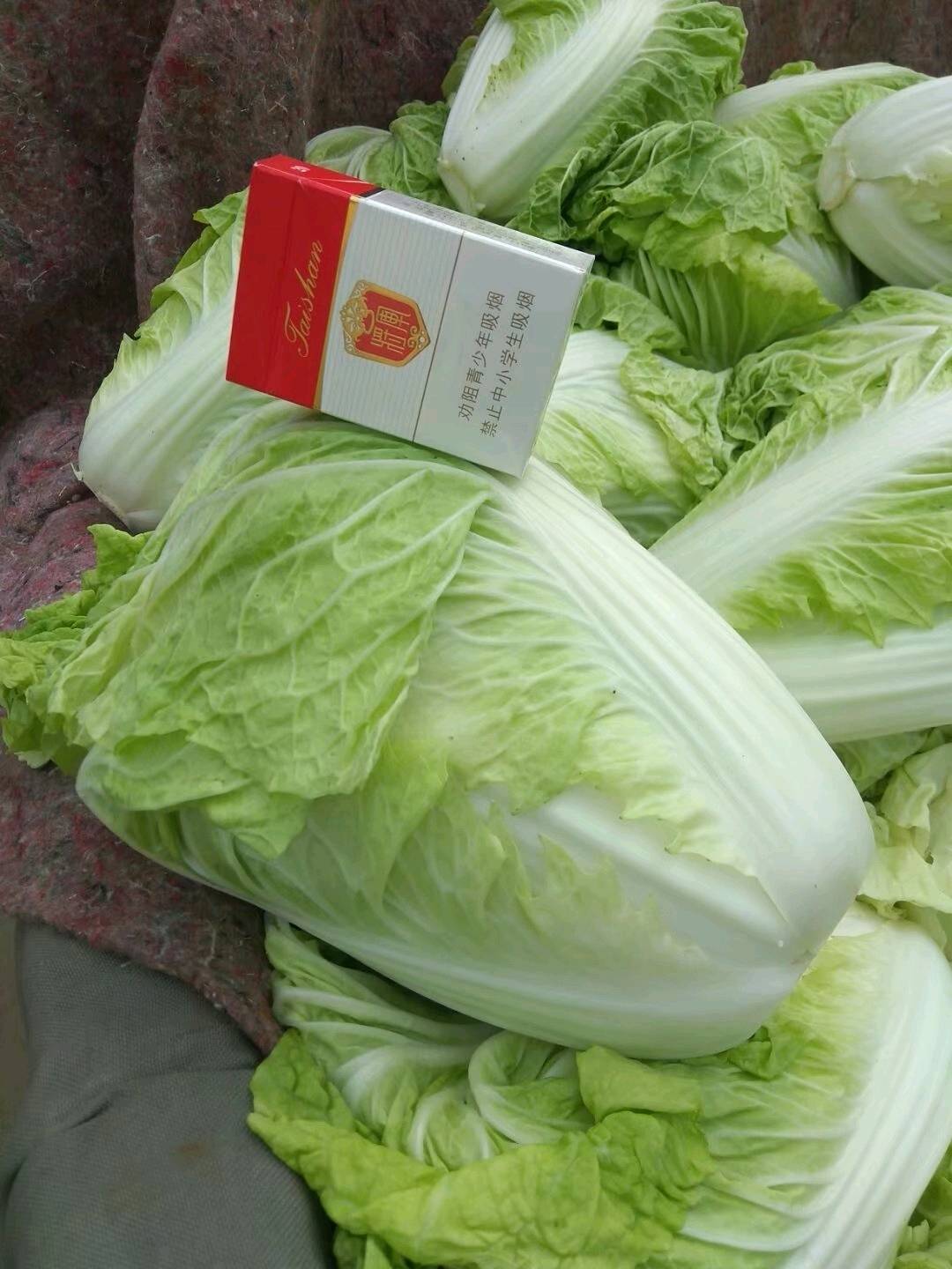 夏阳白菜20252025999
  山东肥城蔬菜产区夏
