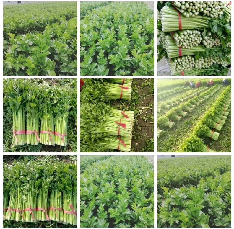 万亩芹菜基地，货源充足，价格美丽，全国大吨位接单！
