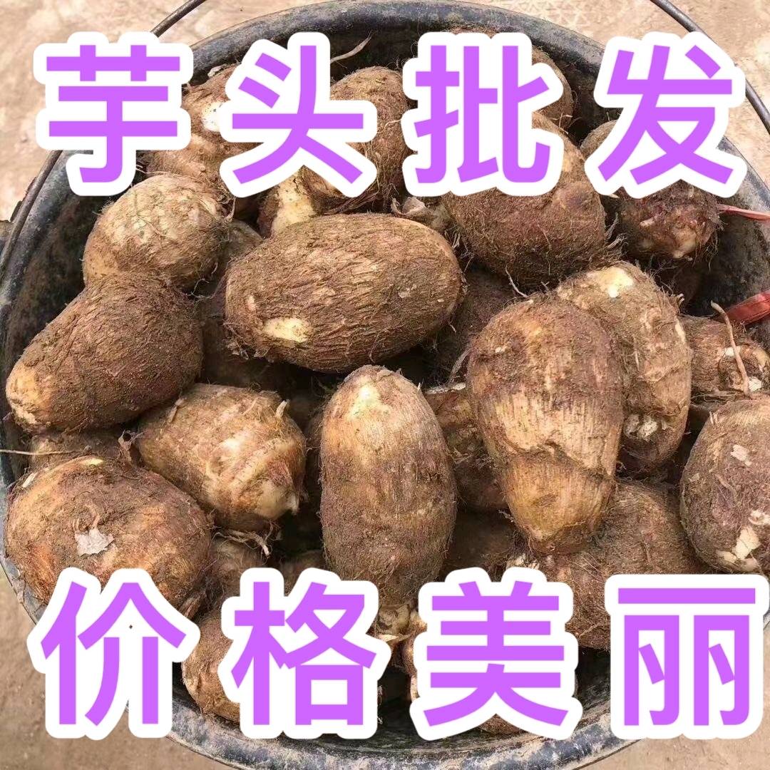 毛芋头批发电话20252025441山东优质毛芋头产地直