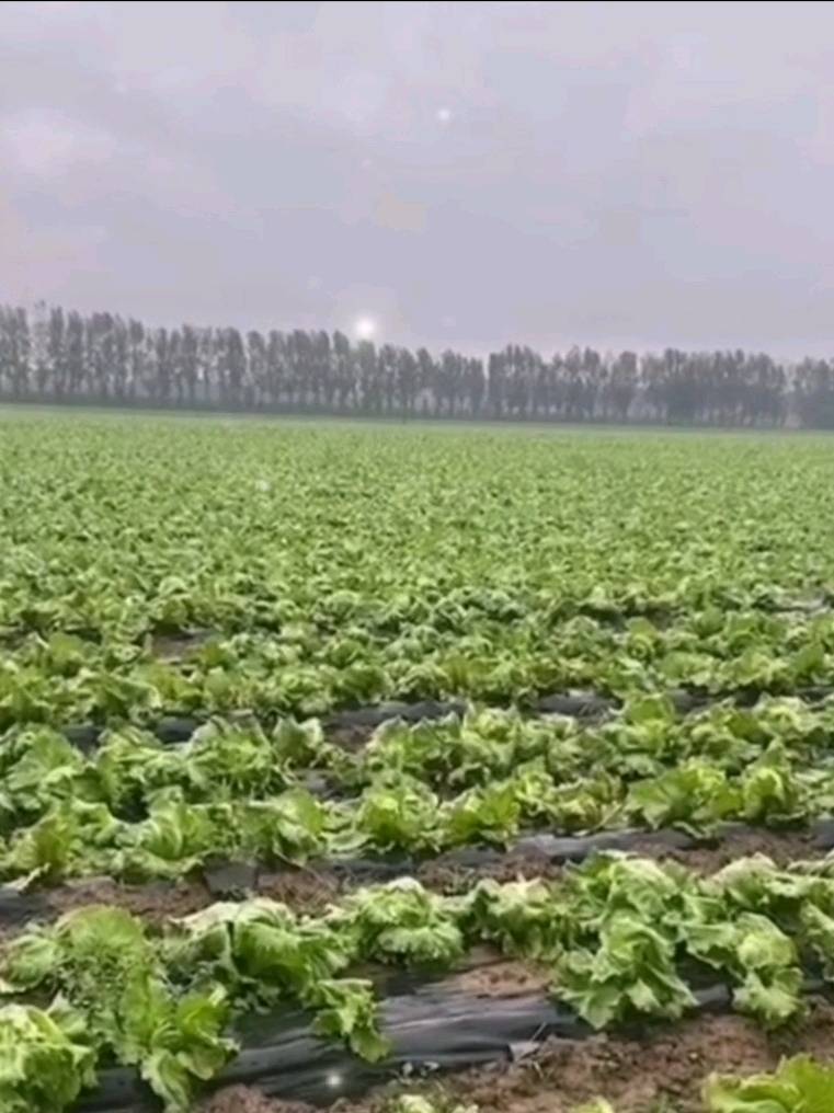 衡水市冀州区西王镇东罗口村生菜球新鲜上市，该品种生菜球为