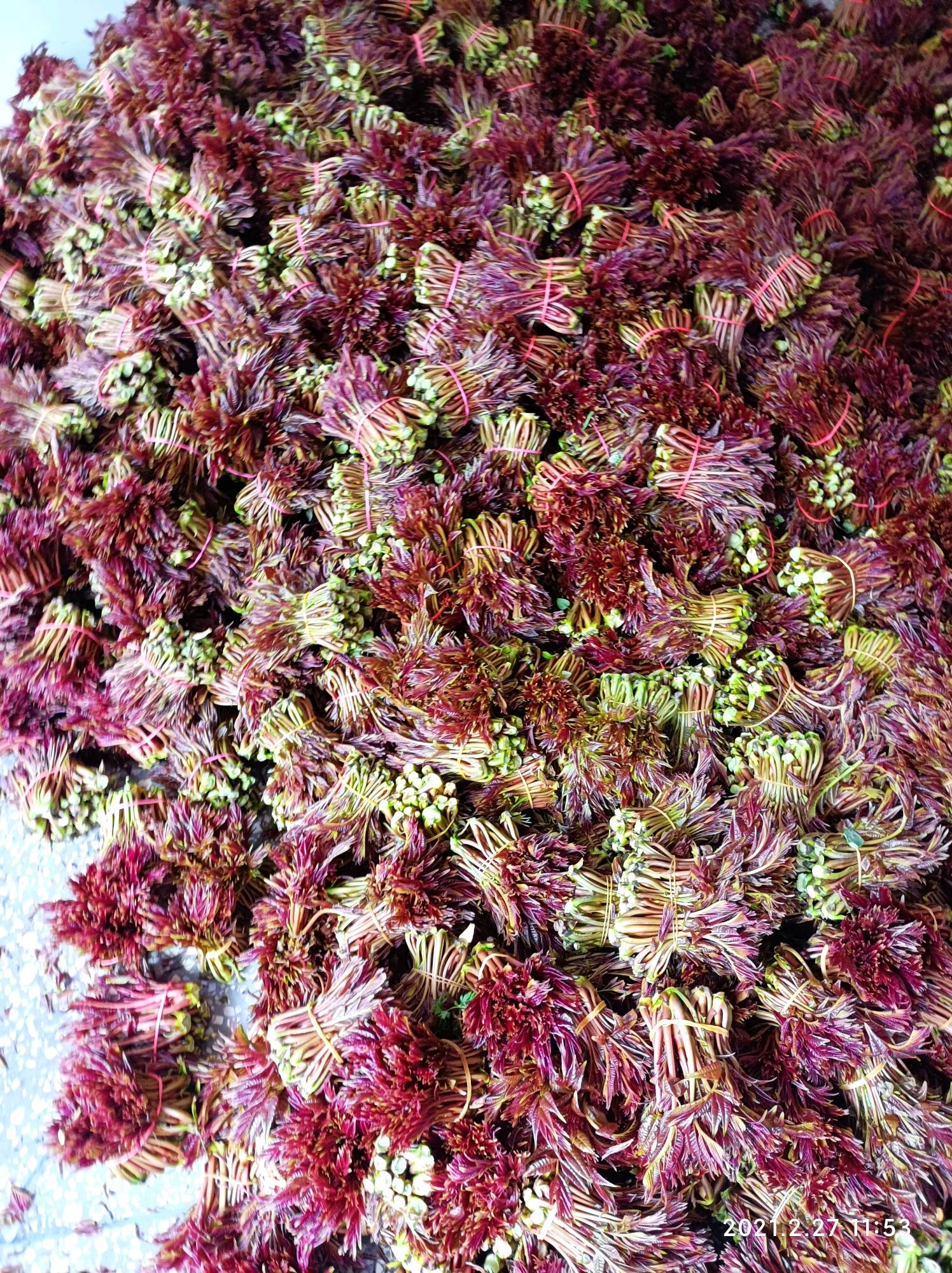 中国香椿第一县，大竹县，香椿种植面积20万亩以上，以大竹