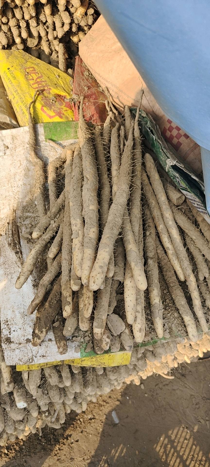 小白嘴山药大量现货，大货，二货VX20252025959