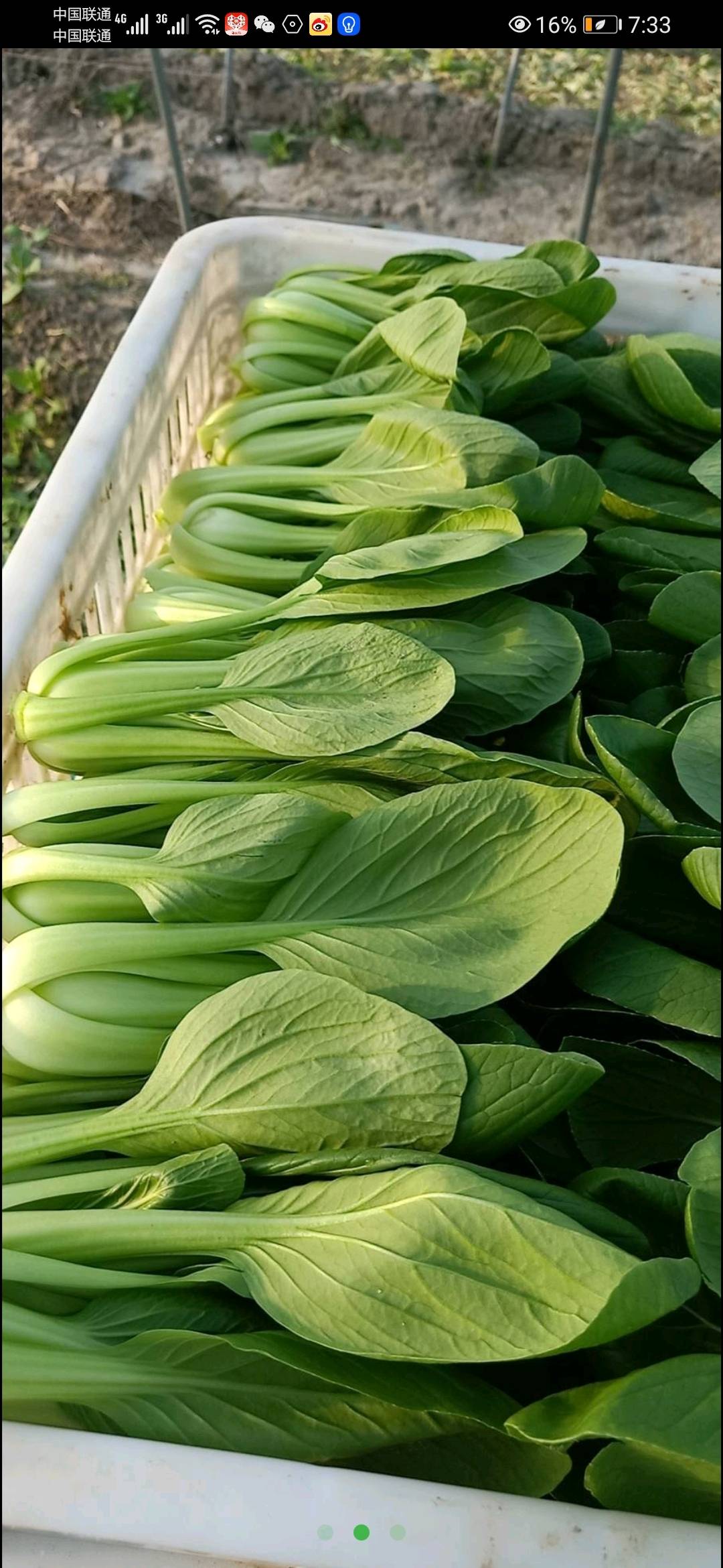 万亩绿叶菜基地，常年求购上海青、奶白菜菠菜、油麦菜等。另