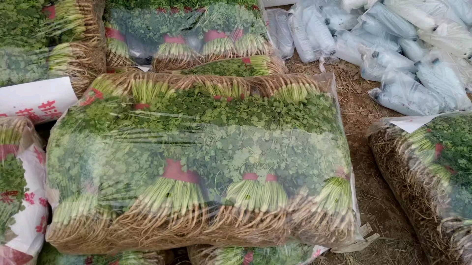 聊城莘县铁杆青香菜，绿叶绿杆，手工全国第一，欢迎大家前来