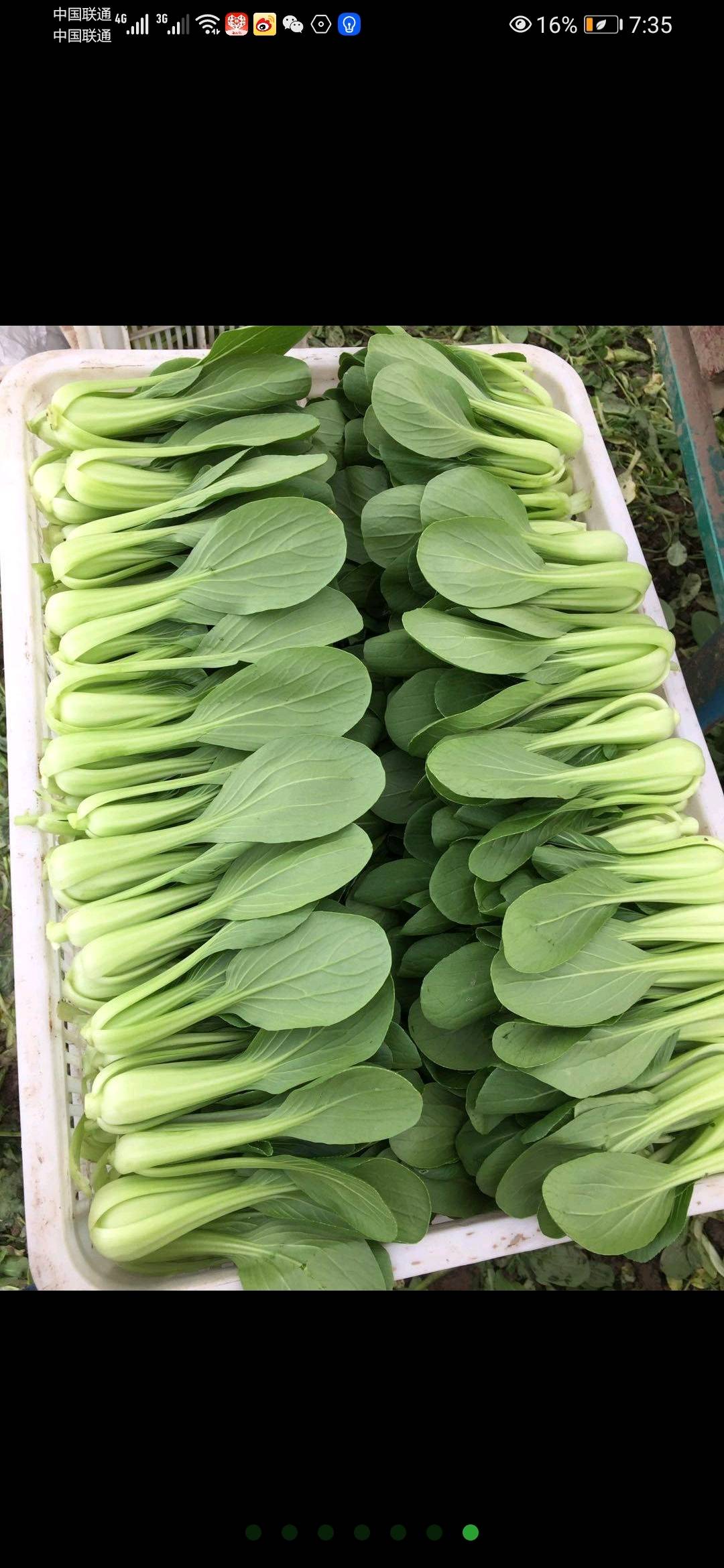 全国最大绿叶菜供应基地，充足供应上海青奶白菜菠菜蒜头蒜苗