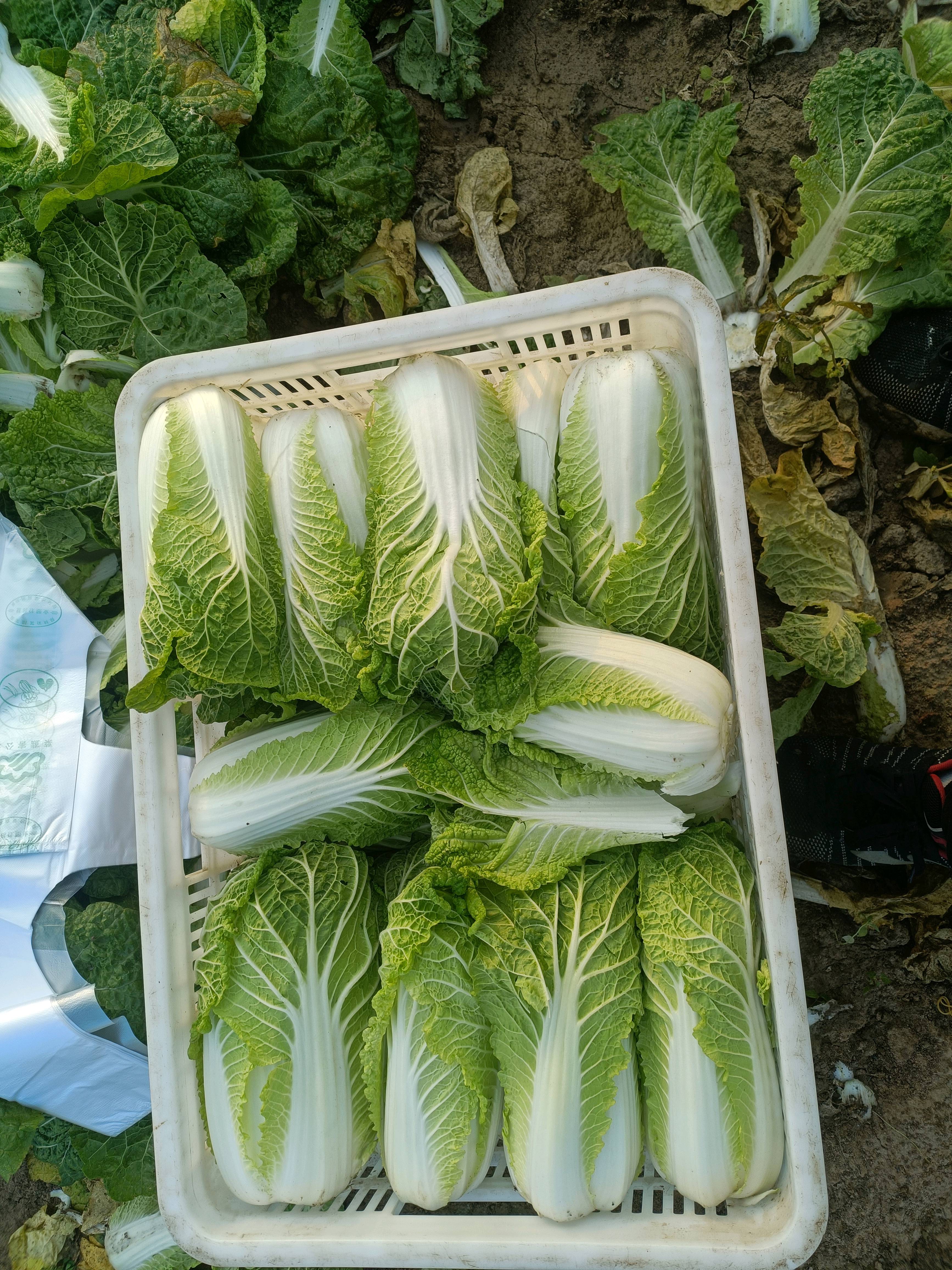 娃娃菜，半斤到3斤。现出现卖