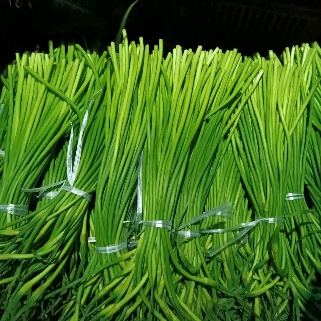 供应精品《白帽*红帽》蒜苔*货源充足