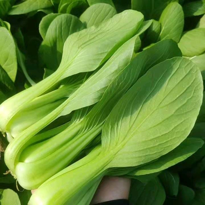 山东曹县上海青小油菜蔬菜基地，常年供货有小白菜，油麦菜，