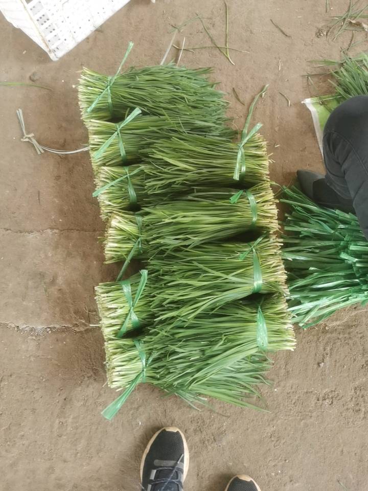 湛江徐闻韭菜以叶长适中，大且厚，茎粗，色浓绿，无干尾，无