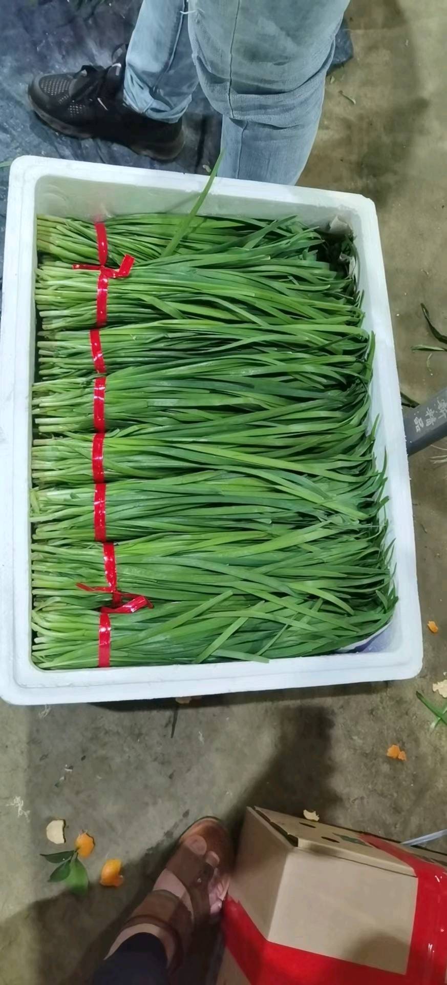 徐闻韭菜，大叶，小叶，都有，大量供应