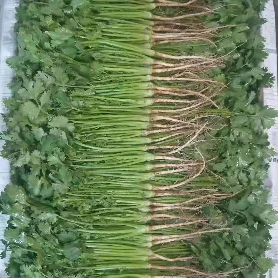 长年供应大叶香菜
