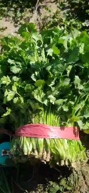 大叶香菜大量供应一手货源欢迎各位提前下单