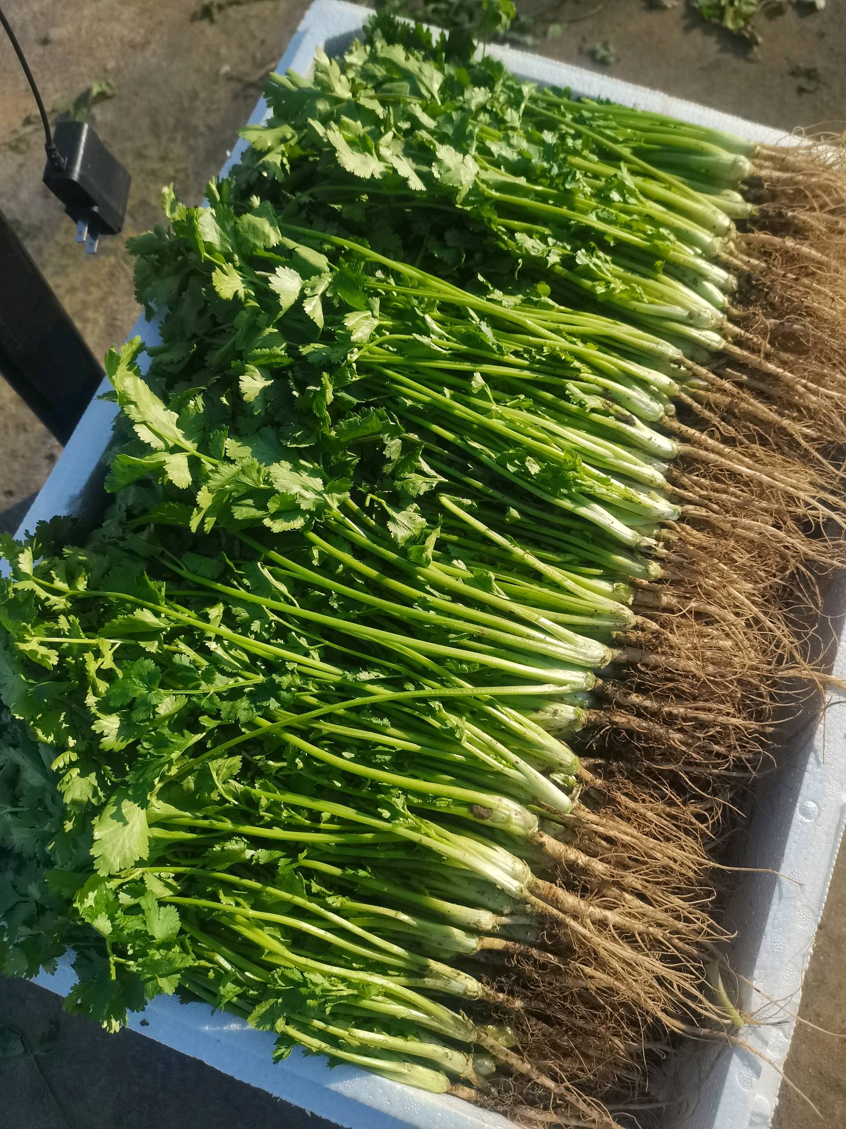 大量求购精品香菜