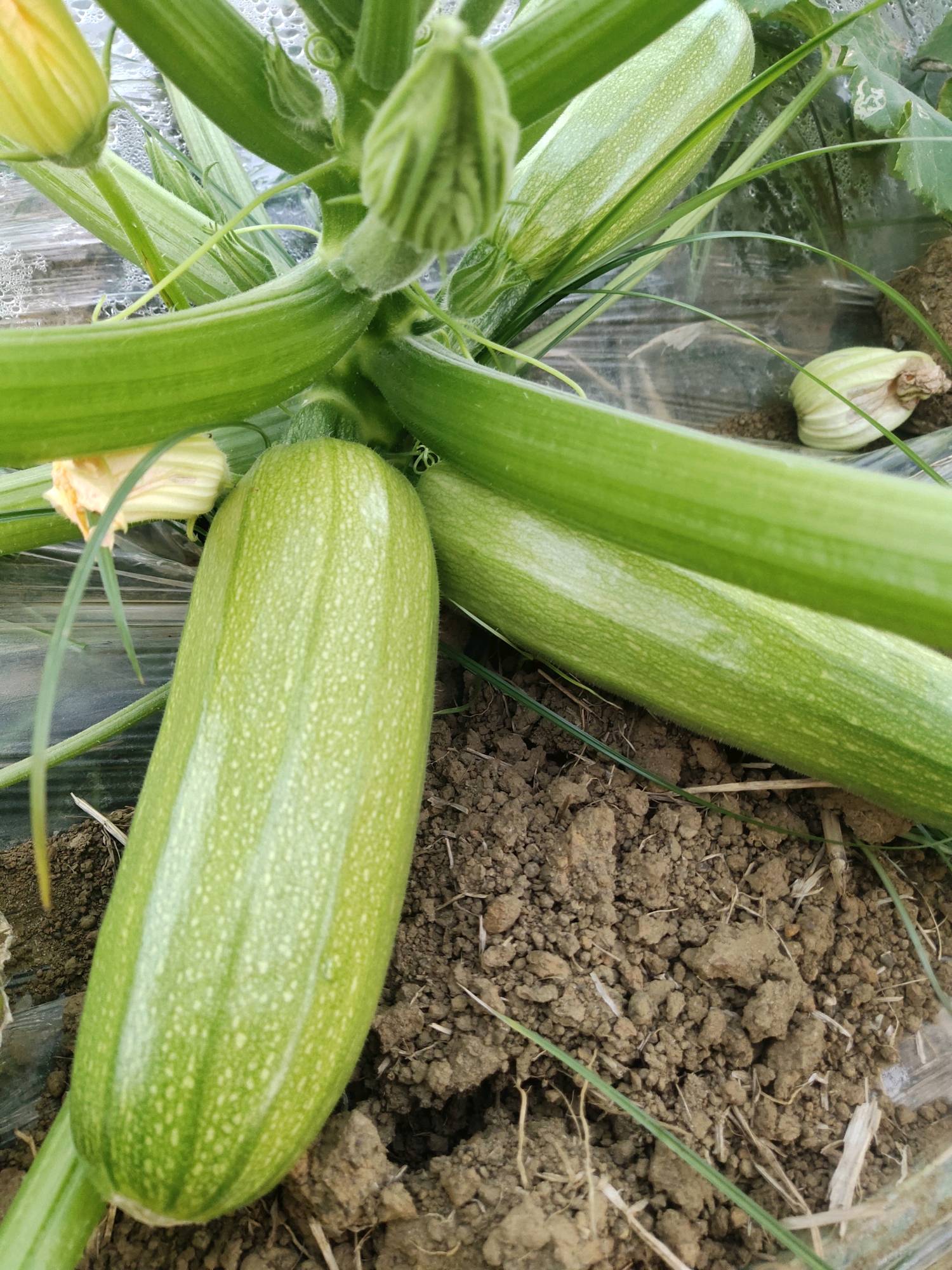南宁本地西葫芦大量上市，油绿，条型直，比例均匀。欢迎各位