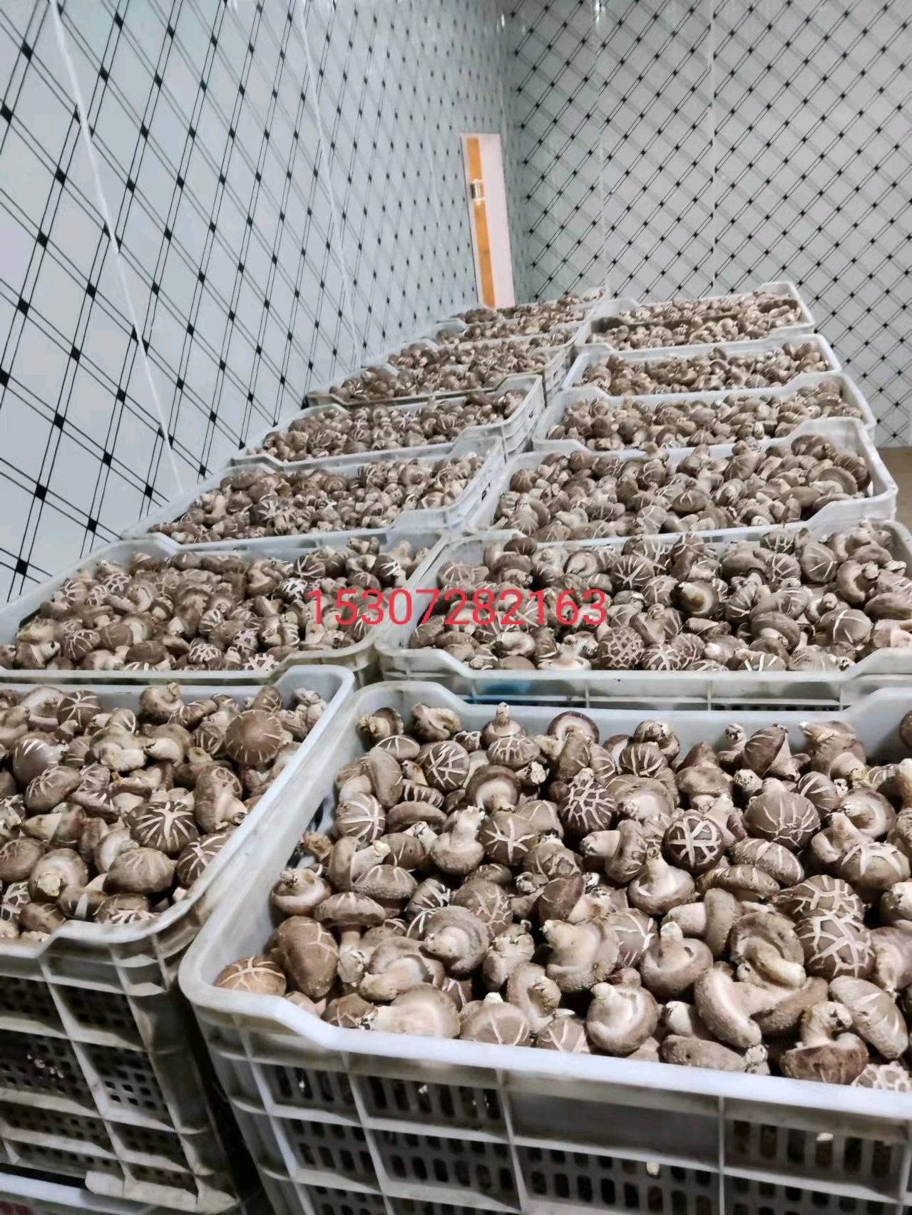 鲜香菇，花菇，白面菇，光面菇，菜菇，产地直销，现摘现发，