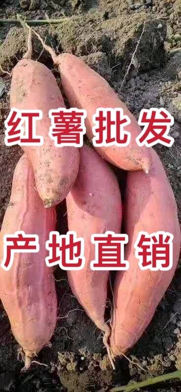 红薯批发电话20252025219烟薯25产地一手货源大