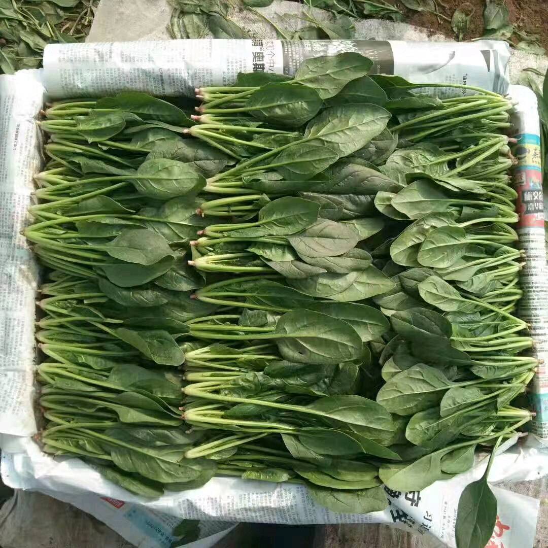 大量出售菠菜20252025021