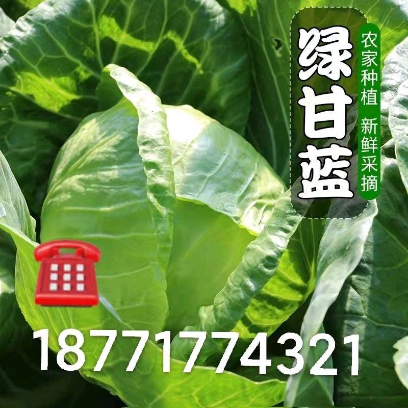 包菜 产地直销，联系电话20242024321