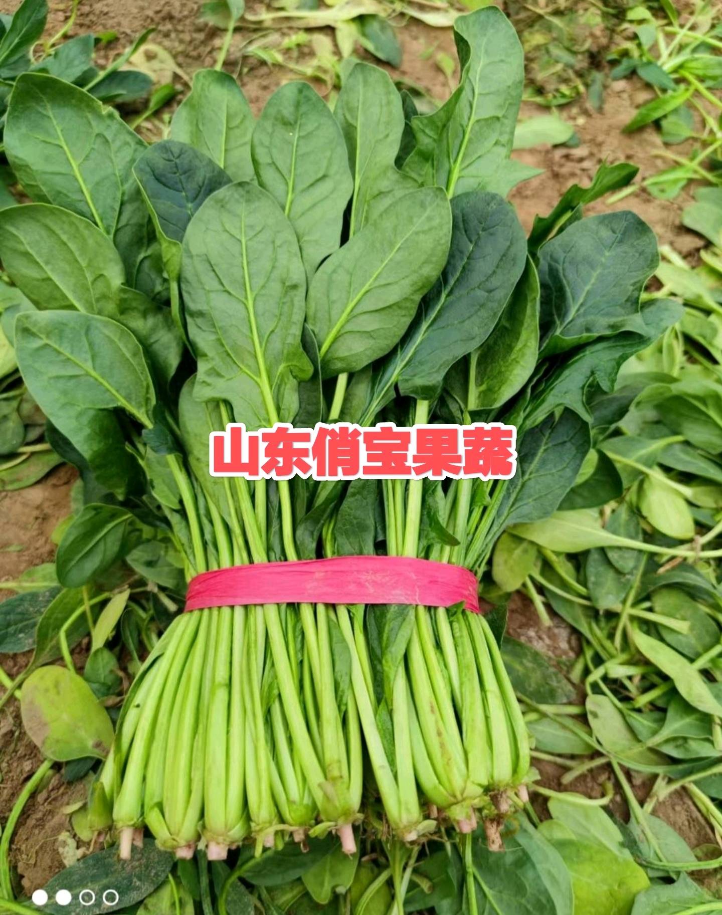 淄博旭宝农业-高青龙恩果蔬；

本处为山东省淄博市高