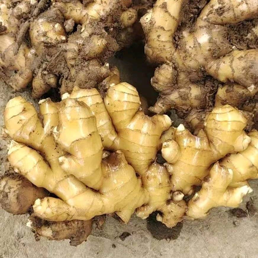 优质生姜大量现货，烘干姜，水洗姜，泥姜，小黄姜，姜把，小