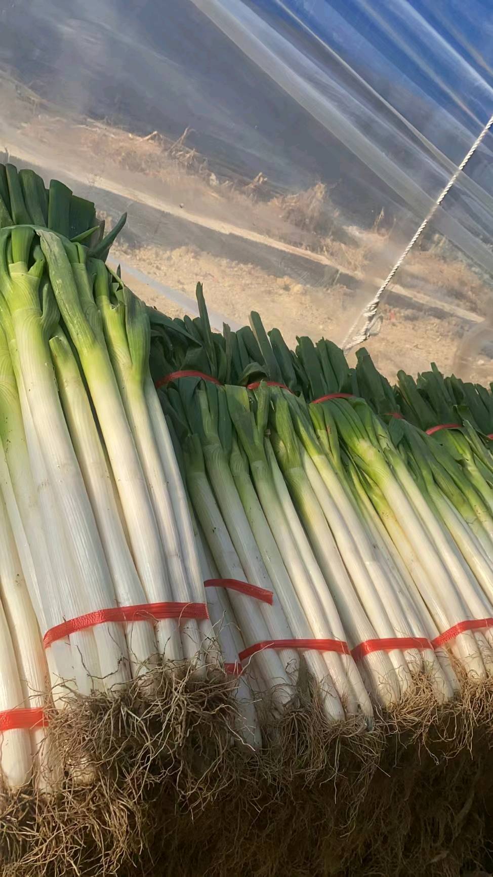 临沂费县大量求购铁杆大葱，代发毛葱，加工净葱。货源充足。