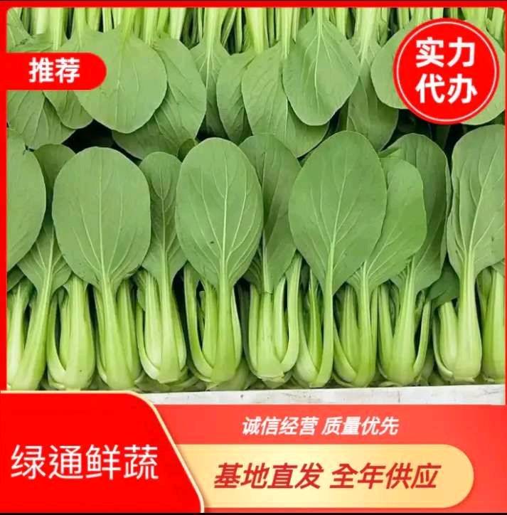 常年大量供应上海青，大中小颗
