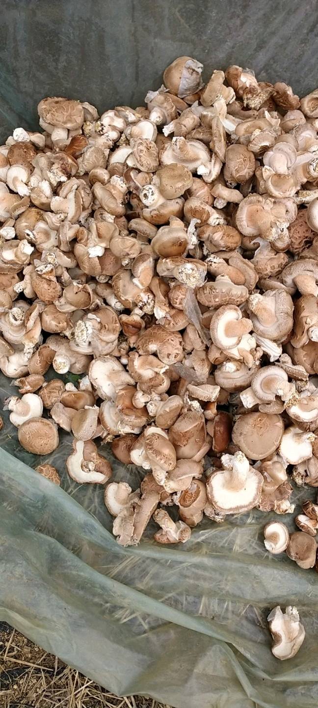 鲜香菇，大片菇，菜菇食堂饭店食品加工厂首选