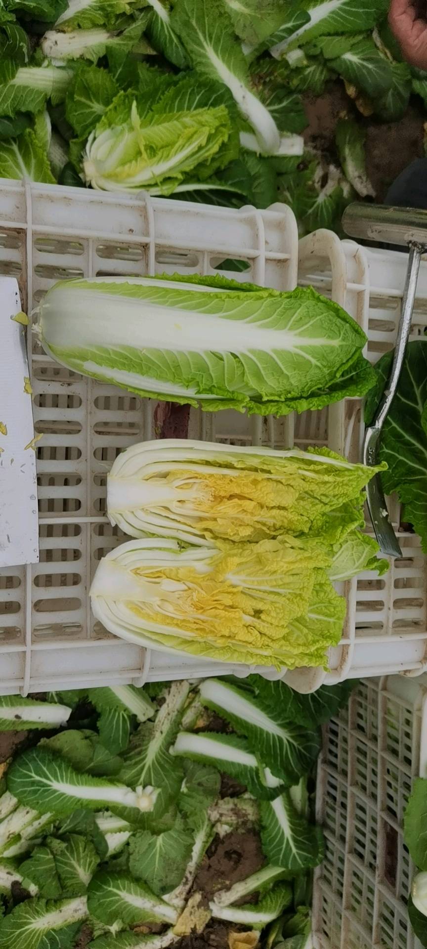 大棚内娃娃菜，目前正在包心，现在特价处理！有看的上的抓紧
