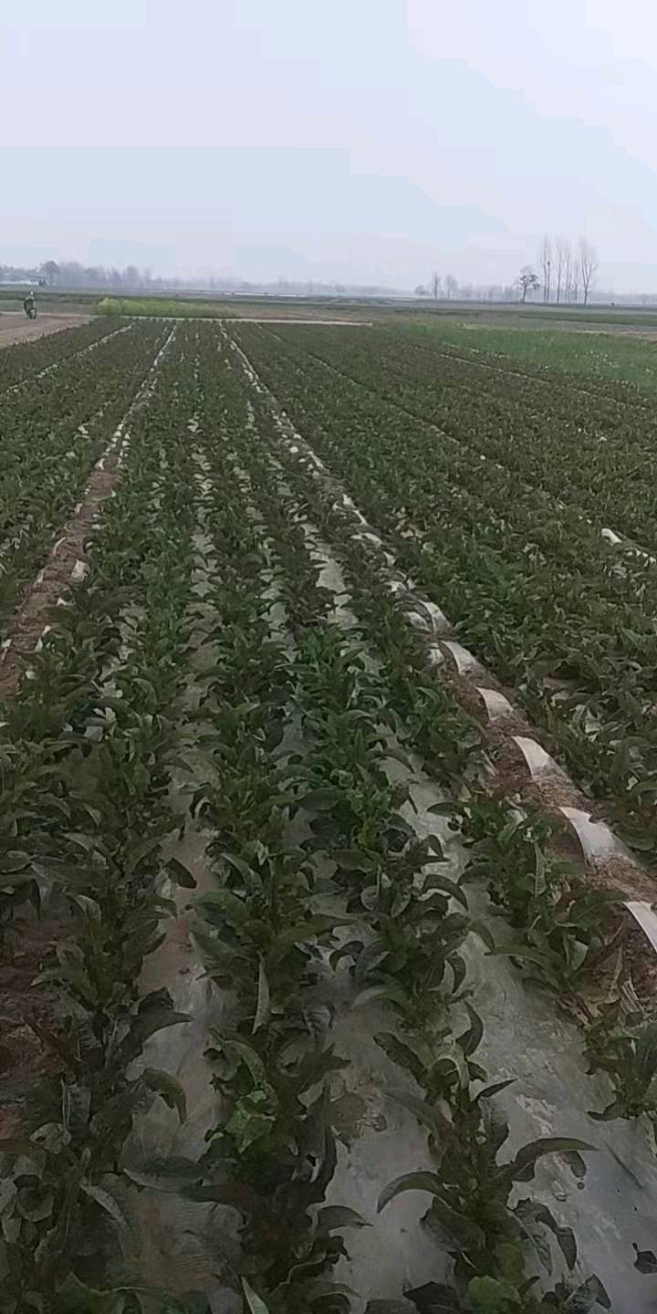 河南省开封市尉氏县团结蔬菜水果生产基地直供红叶莴笋，10