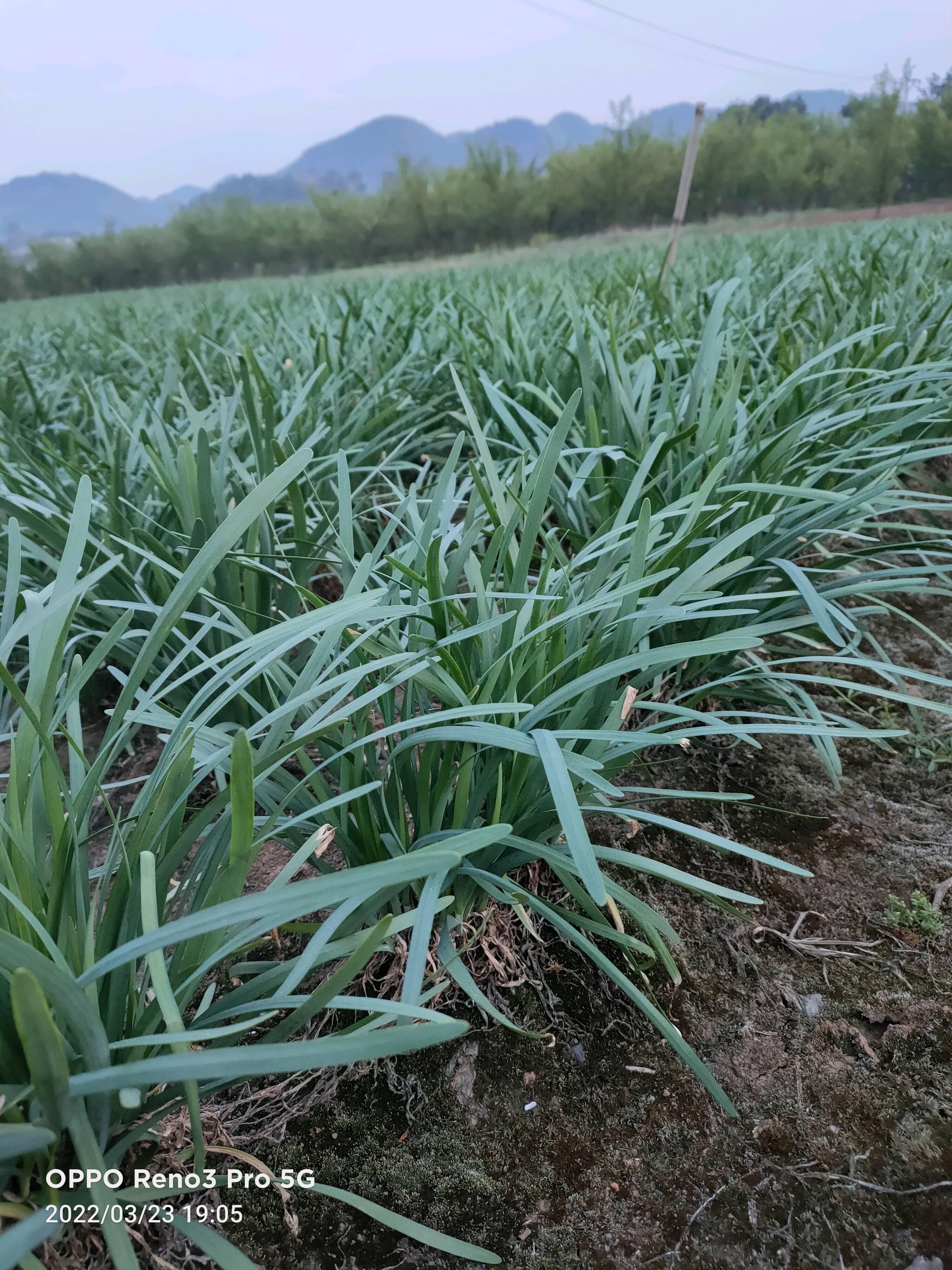 韭菜出售，单价跟市场定价，一二季都有，有需要的老板联系，
