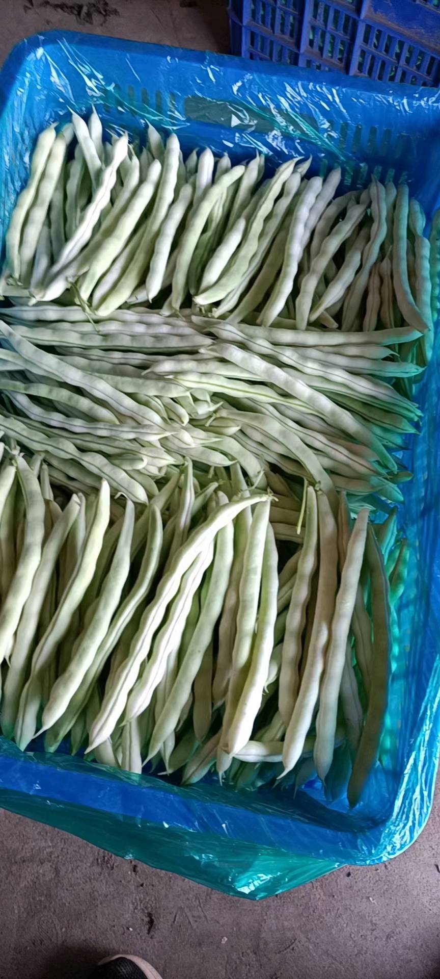 新鲜大棚九粒芸豆大量上市电话联系20252025441