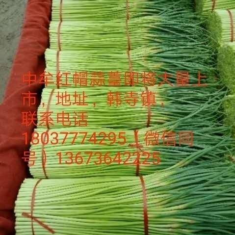 中牟县优质早熟紫皮红帽蒜苔，产地直销，发往全国。发财热线