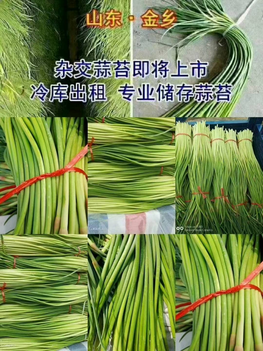 山东省金乡县川金蒜业。（代办蒜苔收购冷库存储）专业团队购