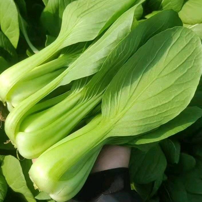 万亩上海青油菜产业基地，每天供货供货10万斤，打冷，磕包