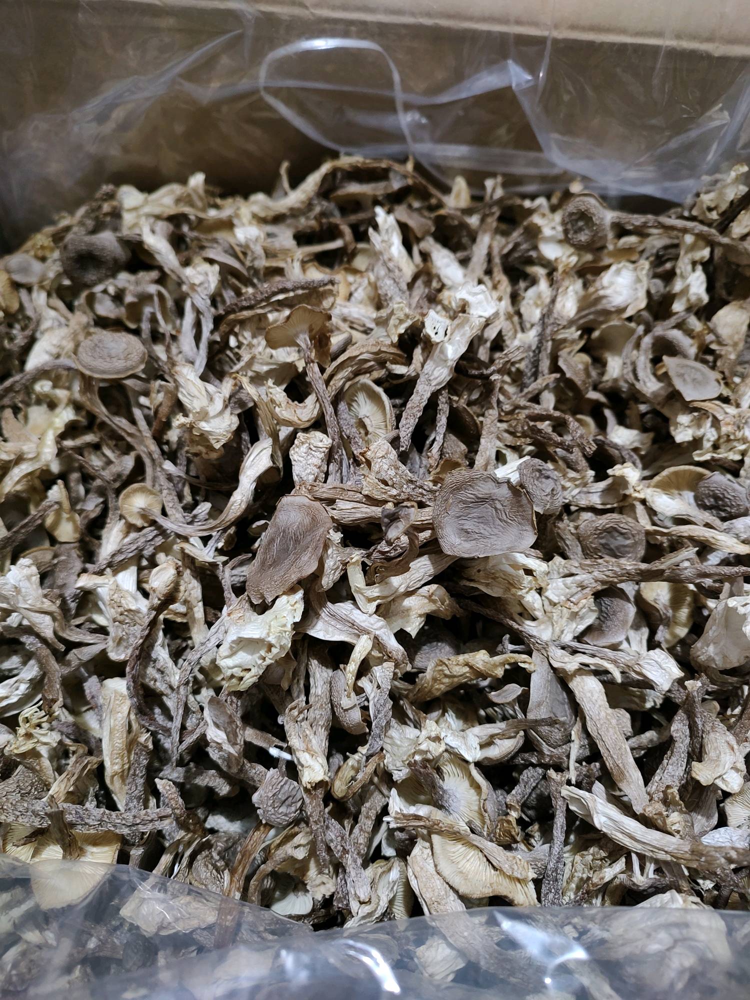 鹿茸菇中小条，特价优惠，数量有限！咨询热线2025956