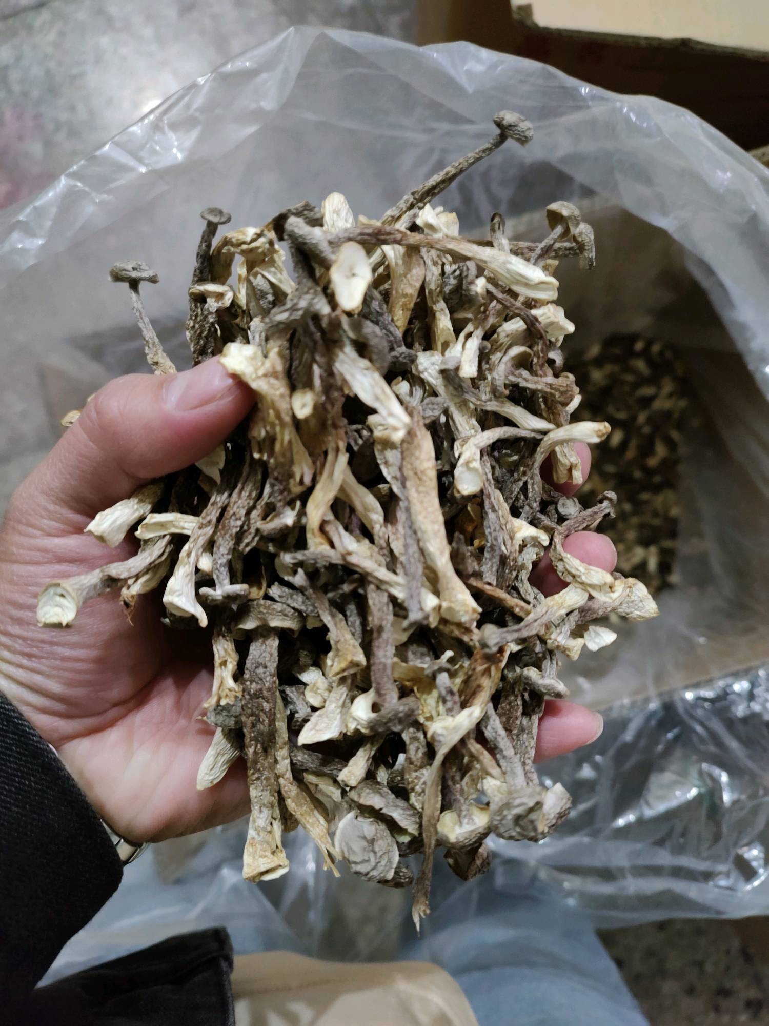鹿茸菇嫩仔少量现货，250克/包，2包66元非偏远包邮，
