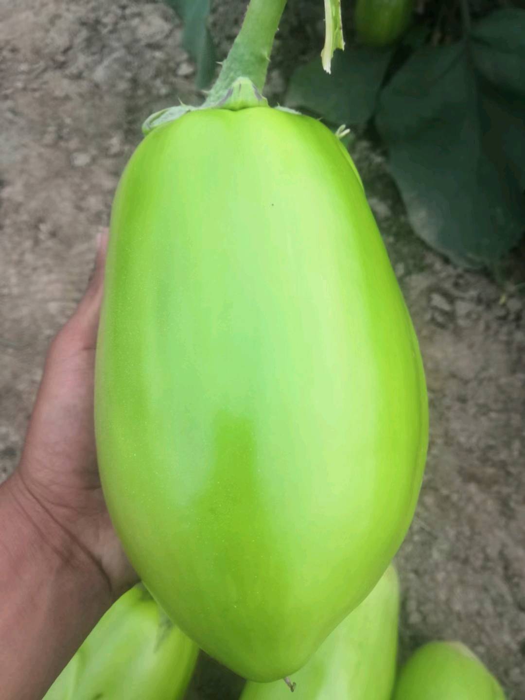 自产自销  皮薄无籽