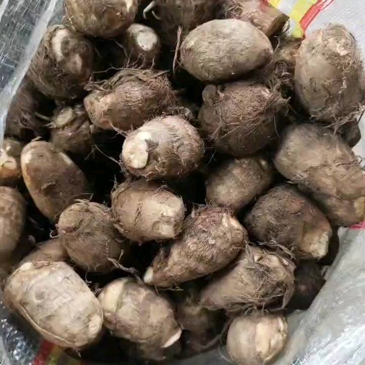 优质芋头大量现货:通货，二母，小球，中球，大球等精品芋头