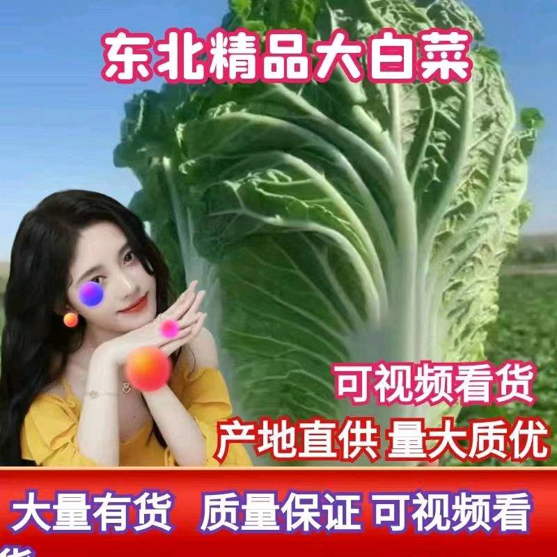 吉林白城黄心菜大量上市  净菜上车 4一5一6斤无虫眼无