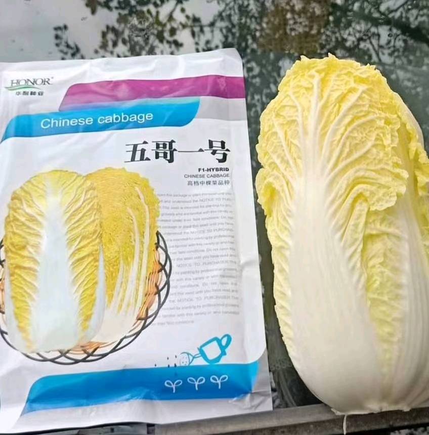 常年代办种植娃娃菜，玲珑黄系列