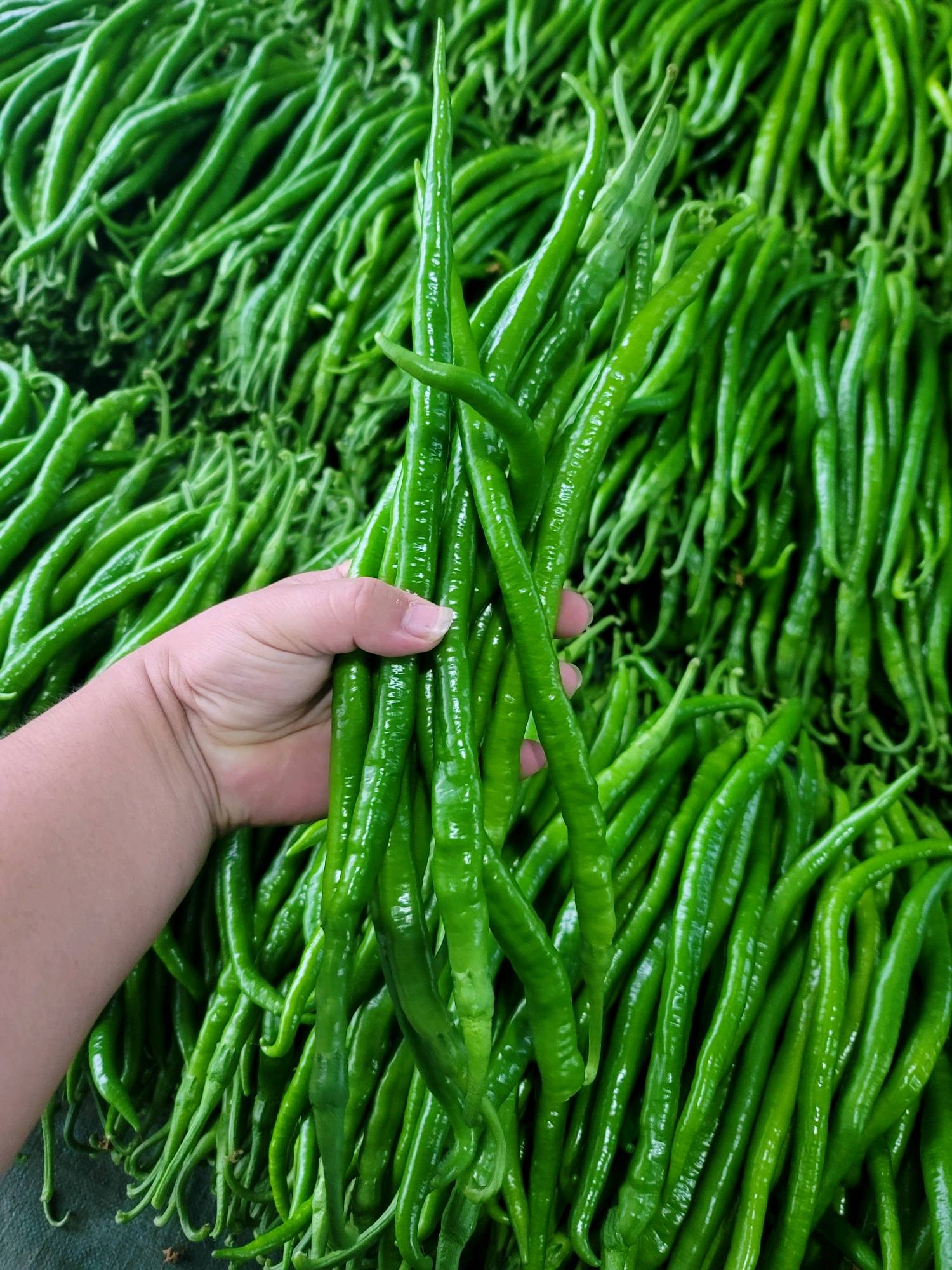 费县辣椒产地各种辣椒大量上市供应，货源充足价格便宜，欢迎