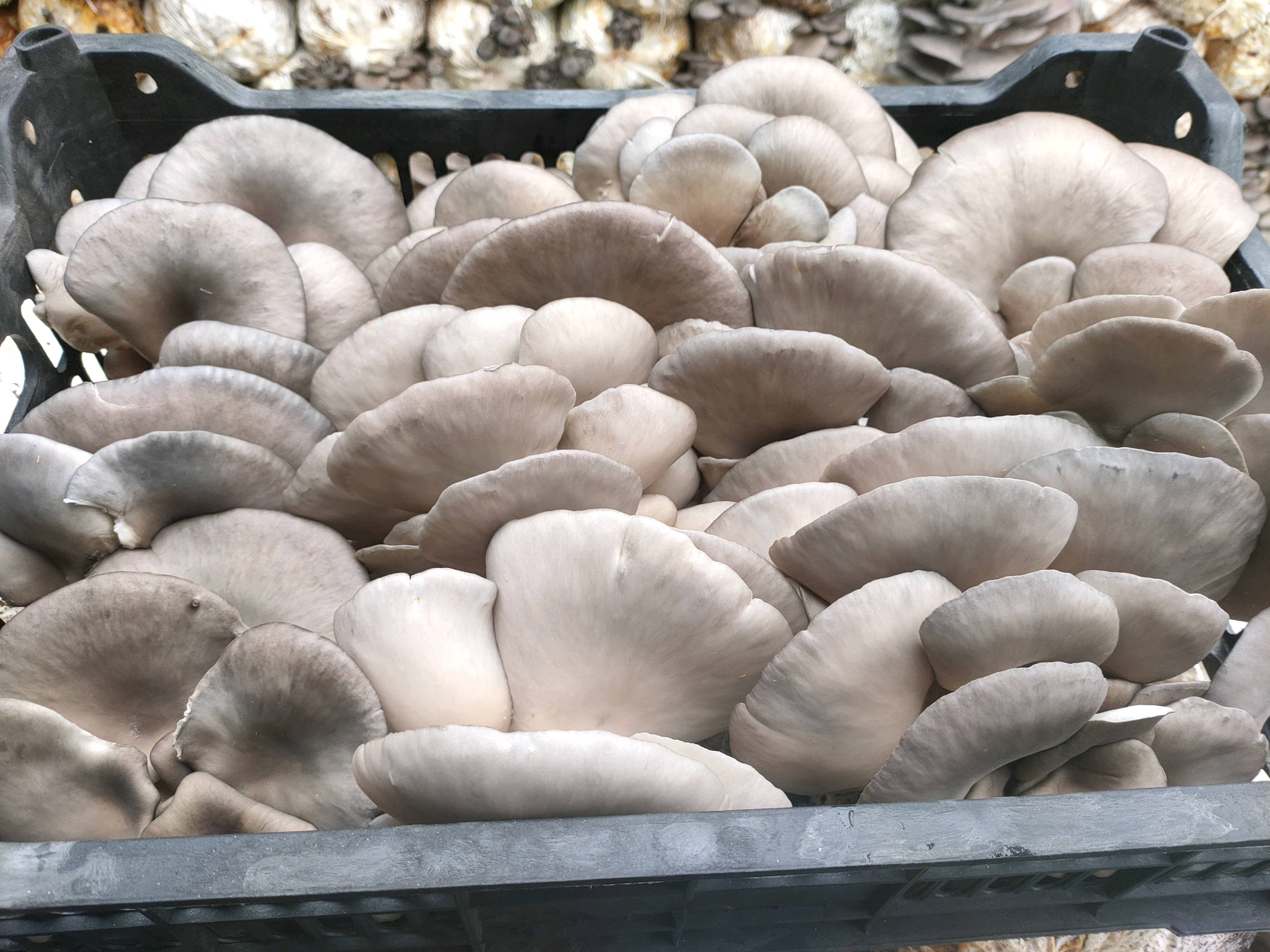 平菇基地货源充足，产地直发，规格多样质量好，欢迎咨询