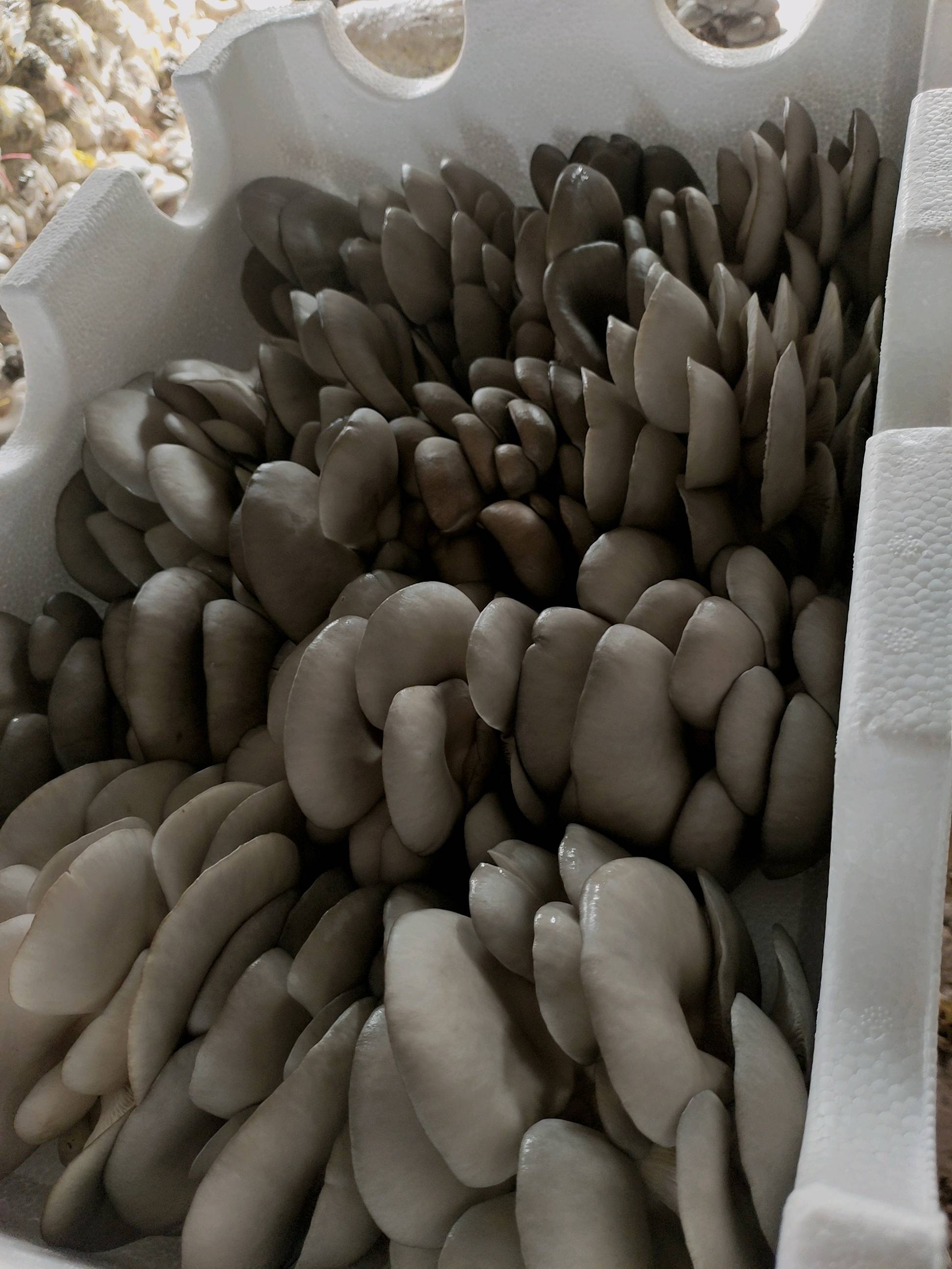 食用菌平菇，自家基地种植，货源充足，我们这有二十几年的种